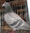 100437img_1233as.jpg
