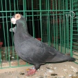 102811121.indian.n09.jpg