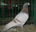 102842122.drag.n09.jpg