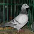 102920125.genuin.n09.jpg