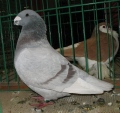 103042127.racer.n09.jpg