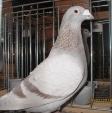 105252img_1239asl.jpg