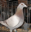 105321img_1238asl.jpg