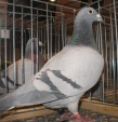 105358img_1237asl.jpg