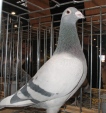 105427img_1236asl.jpg
