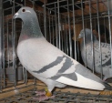 105500img_1235asl.jpg