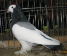 112522176.olb.weg.buga.n09.jpg