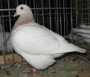 112813178.tex.samiec.n09.jpg