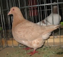 112848179.tex.samica.n09.jpg