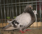 113152182.mariola.n09.jpg