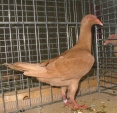 113614184.rubas.n09.jpg