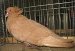 113712186.montob.n09.jpg