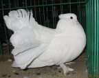 11452077.paw.ind.n09.jpg