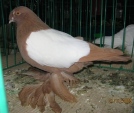 11455478.tur.harc.n09.jpg