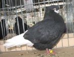 114628img_0101a.jpg