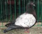 11465580.hiacynt.n09.jpg