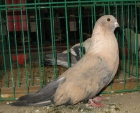130801154.swif.eg.n09.jpg