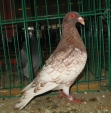 130910156.hisz.n09.jpg