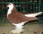 130934157.lahore.n09.jpg