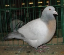 131107159.skow.kob.n09.jpg