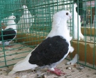 13313881.mew.turbit.n09.jpg