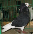 13321482.kap.st-hol.n09.jpg