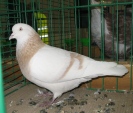 13325683.tur.alten.n09.jpg