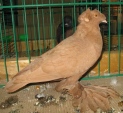 13332684.tur.czes.n09.jpg