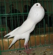 13343186.gar.brn.n09.jpg