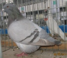 134521208.giant.p10.jpg