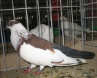 17145863.bor.lot.n09.jpg
