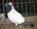 17162965.zak.ang.n09.jpg
