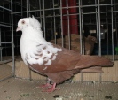 17175967.wywr.tymi.n09.jpg