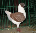 17183768.mod.niem.gaz.n09.jpg