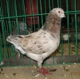 17203571.mod.niem.shet.n09.jpg