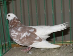 17331772.keszke.lot.n09.jpg