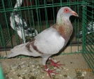 17360376.bag.franc.n09.jpg