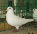 17364077.benesz.n09.jpg