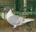 17382080.kanik.prach.n09.jpg