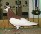 17385281.wywr.rakow.n09.jpg