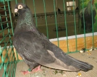 17421683.klaus.wys-lot.n09.jpg