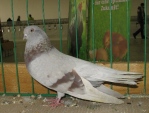 17482385.rum.pas.n09.jpg
