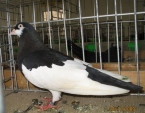 17530787.akman.n09.jpg