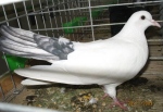 17535188.wywr.pazar.n09.jpg