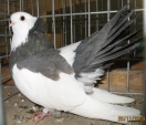 175922169.korosi.n09.jpg