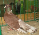 18022984.tirgo.wys-lot.n09.jpg
