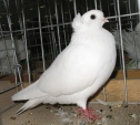 180410200.sisak.rol.n09.jpg