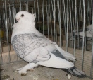 180451138.mew.or.sat.wa10.jpg