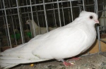 180701205.zamoj.n09.jpg