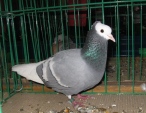 18084594.mnich.tur.n09.jpg